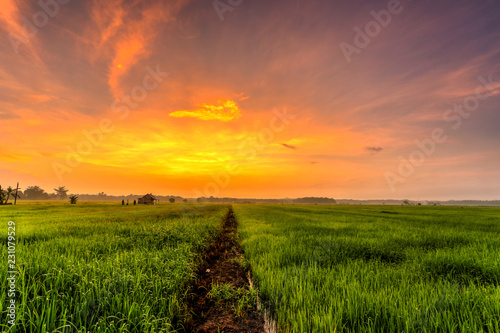 A Beuatiful Picture Of Beautiful view of rice paddy field during sunrise in Malaysia.