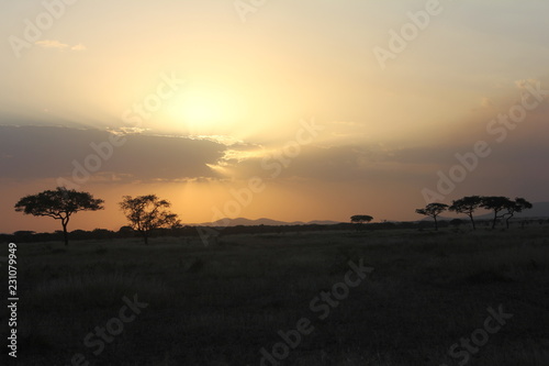 Sunset in the Serengeti