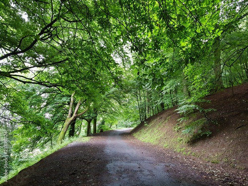 Forest trail (Lochee park)