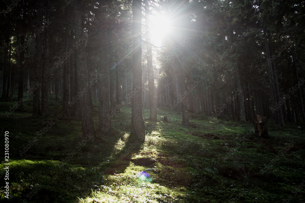 Autumn mountains. Sunshine, nature.