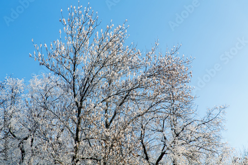 Trees in the frost in the city Park. Winter in town. © frolova_elena