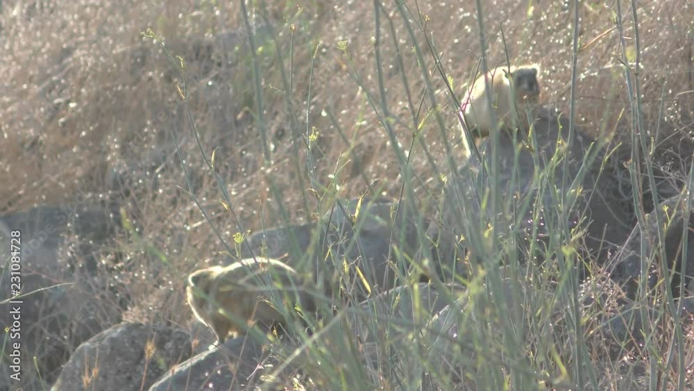 The rock hyrax, dassy, rock badger, rock rabbit, or Cape hyrax enjoy ...