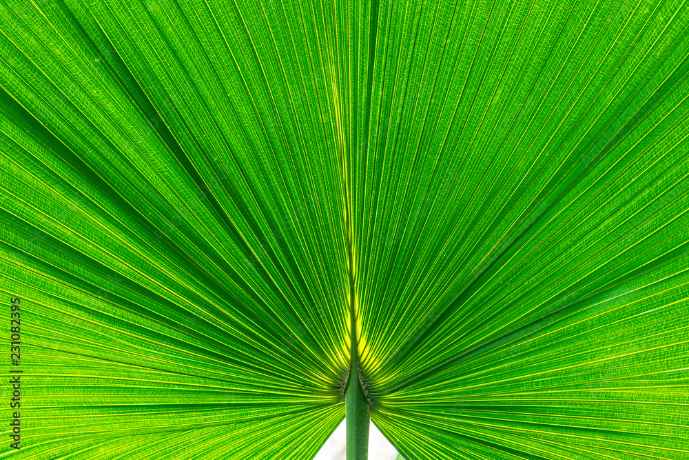 green harmonic palm leaf structure background green harmonic palm leaf structure background