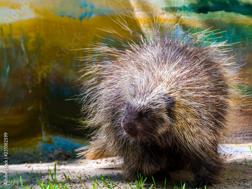 Tree Porcupine Walking photo