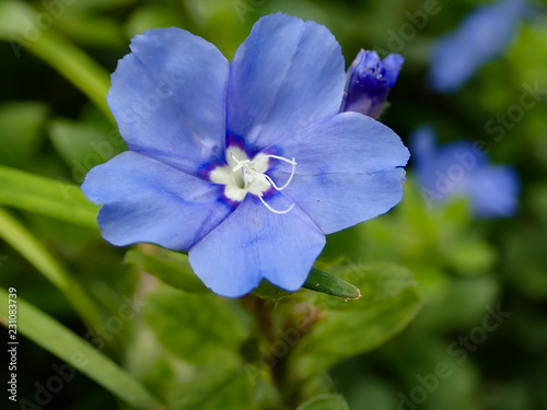 Blue My Mind Dwarf Morning Glory flower close-up