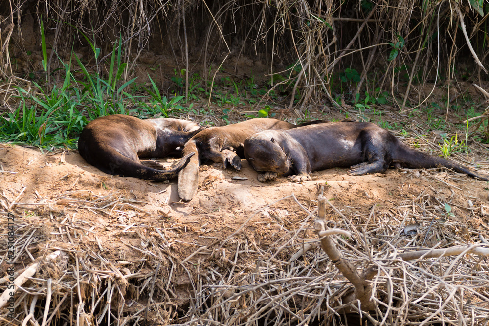 Giant otter from Pantanal, Brazil Giant otter from Pantanal, Brazil