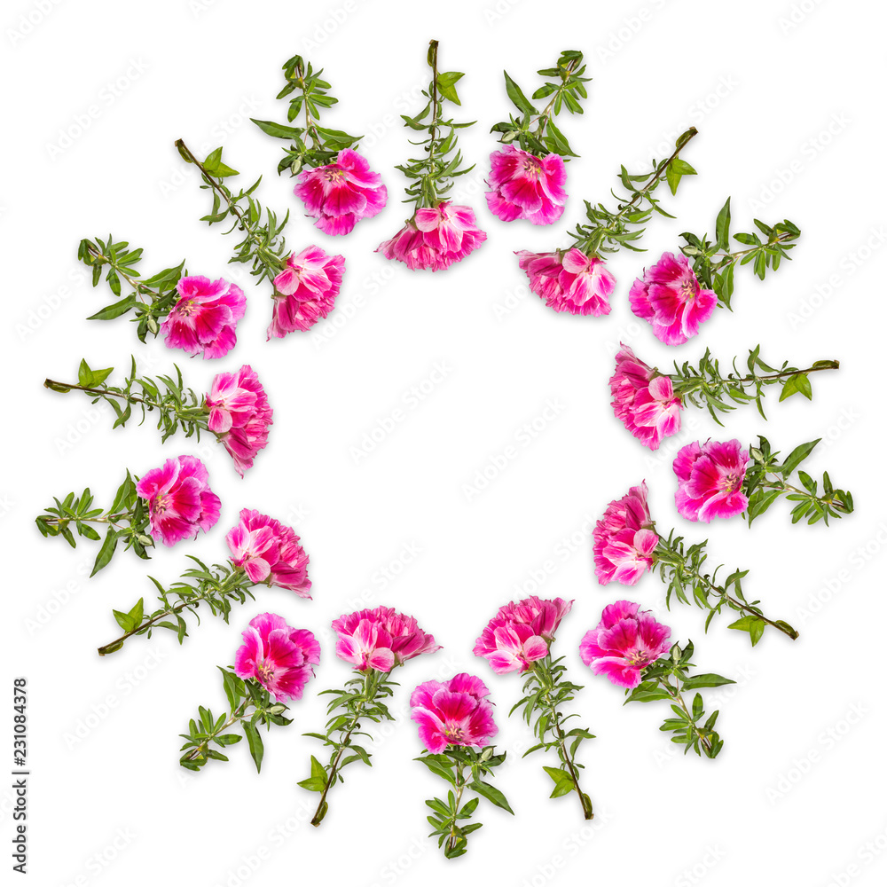 Wedding frame. Wreath of godetia flowers isolated on white background.