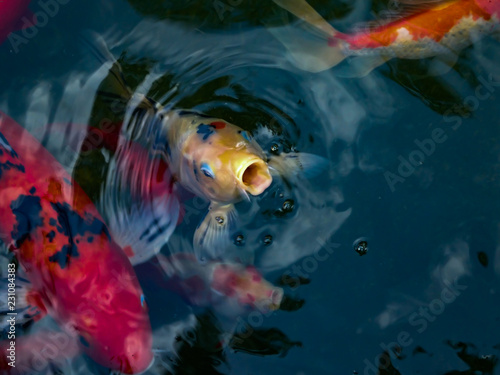 Koi fish coming up for air in a pond