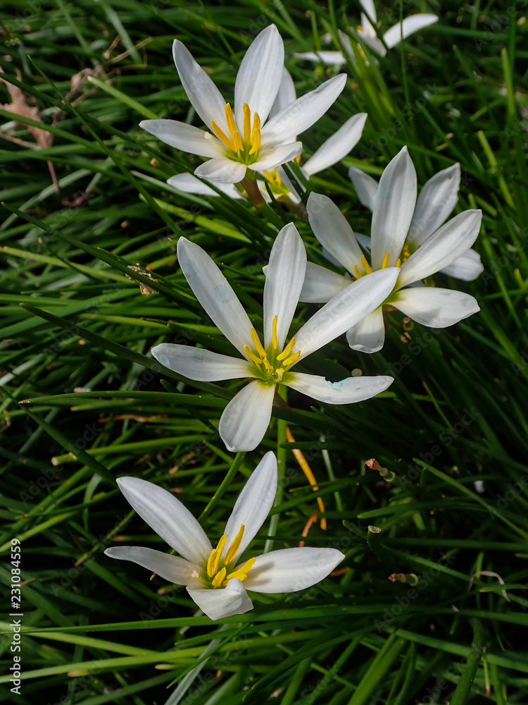 False garlic, white flowers close-up