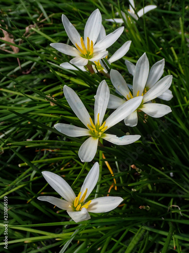 False garlic  white flowers close-up