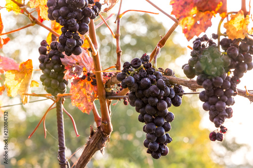 Bunches of ripe grapes growing on grapevine in autumn vibrant colors. Burgenland, Austria.