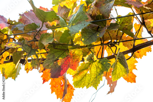 Grapevine in vibrant autumn colors after harvest. Burgenland, Austria.