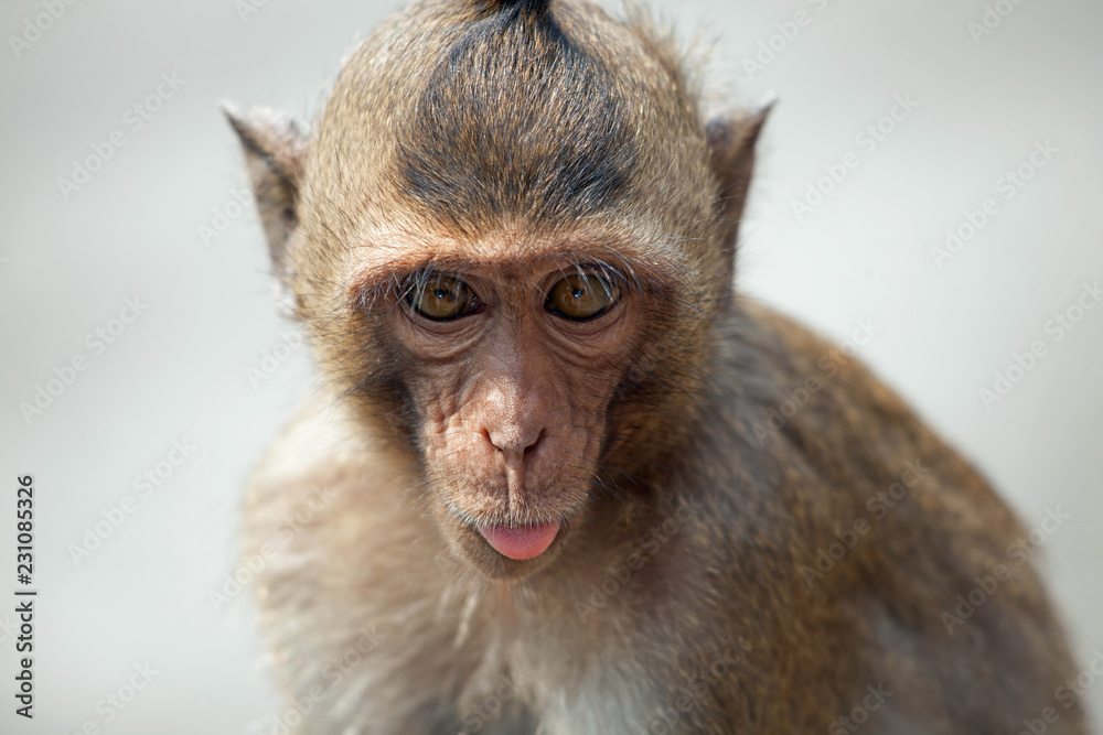Fototapeta premium 可愛いサル