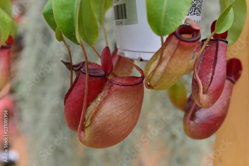 Tropical plant nepenthes