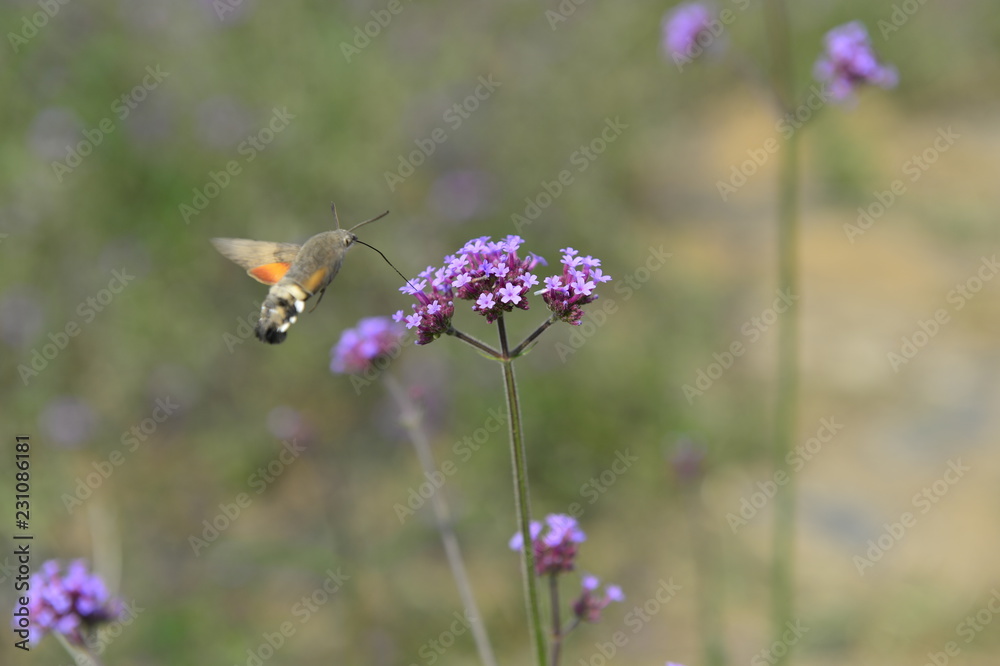 Bee honey in the flying insects Bee honey in the flying insects