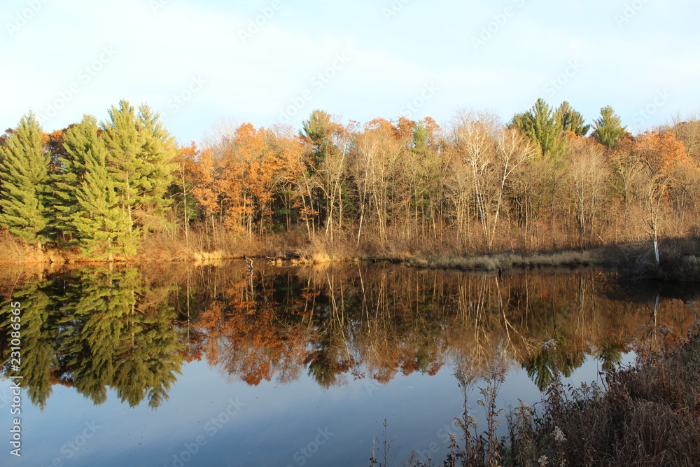 mirror reflection of trees