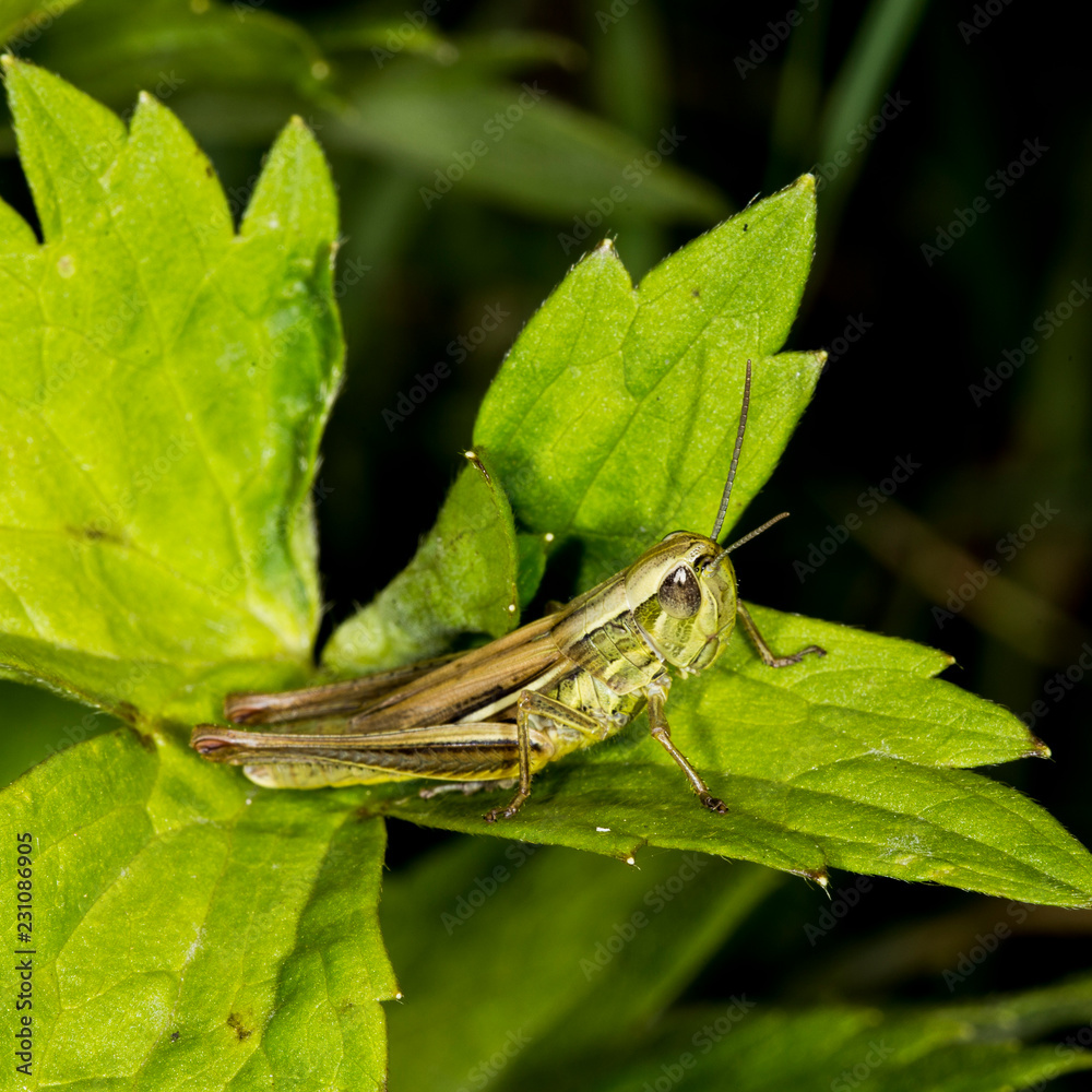 Small cute locust Small cute locust