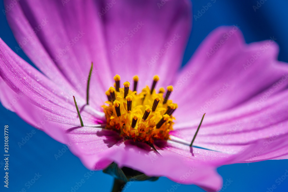 cosmos flower bipinnatus close up cosmos flower bipinnatus close up