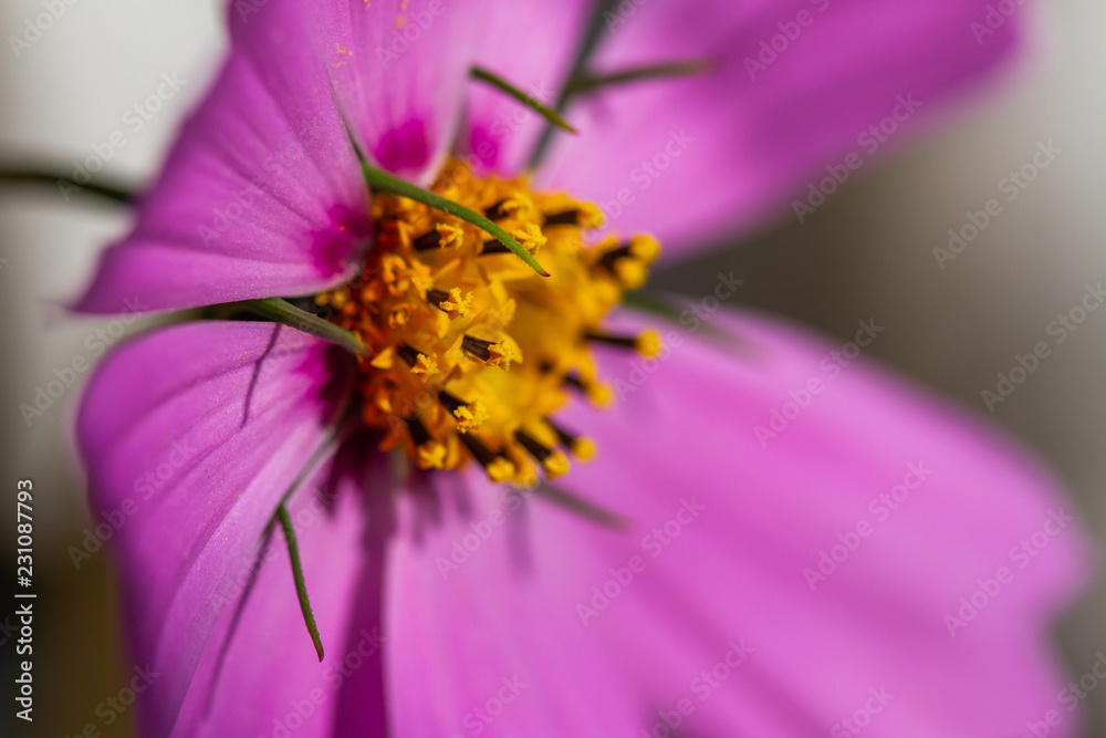 cosmos flower bipinnatus close up cosmos flower bipinnatus close up