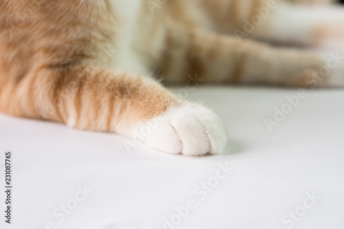 Fototapeta Naklejka Na Ścianę i Meble -  Little cat's legs look cute.