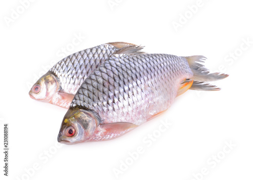 whole round silver barb fish on white background