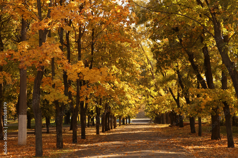 Beautiful autumn park with trees and dry leaves on ground