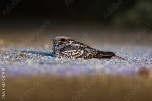 Chotacabras europeo  (Caprimulgus europaeus)