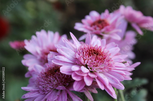 Beautiful pink chrysanthemum growing in the garden  background  autumn flowers