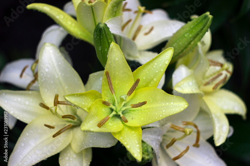White lilies with drop blooming in the garden, beautiful flowers after the rain, background