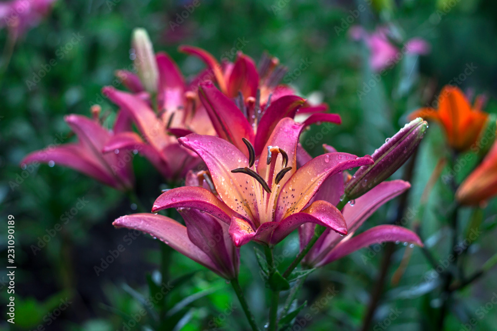 Pink lilies with drop blooming in the garden, beautiful flowers after the rain, background Pink lilies with drop blooming in the garden, beautiful flowers after the rain, background