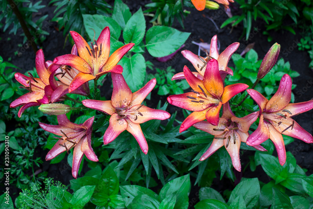 Pink lilies with drop blooming in the garden, beautiful flowers after the rain, background Pink lilies with drop blooming in the garden, beautiful flowers after the rain, background
