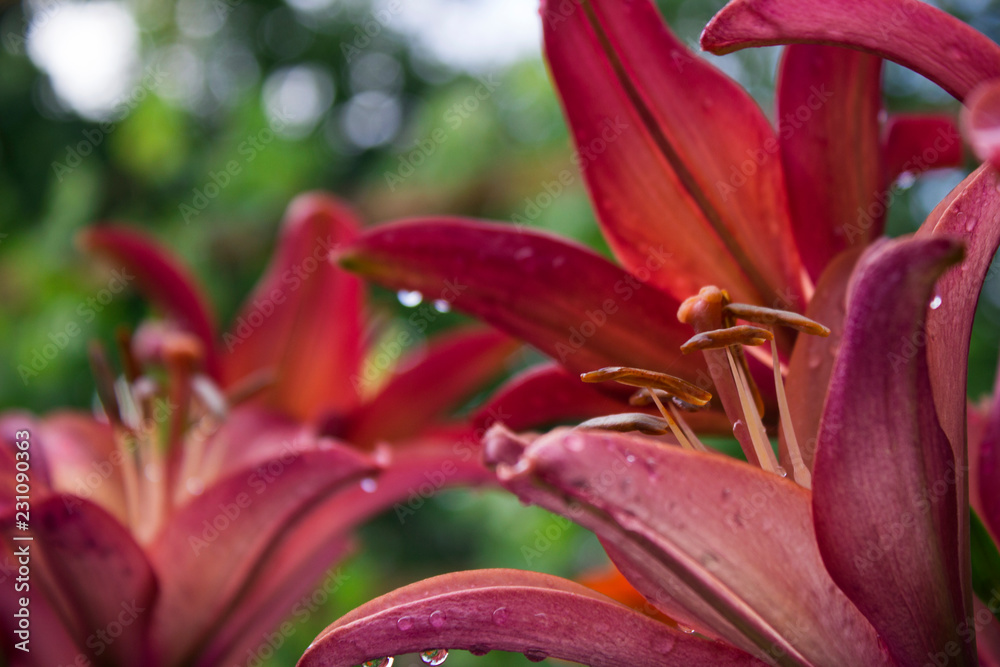Pink lilies with drop blooming in the garden, beautiful flowers after the rain, background Pink lilies with drop blooming in the garden, beautiful flowers after the rain, background