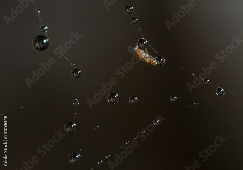 Barkfly caught in a droplet covered spider web photo