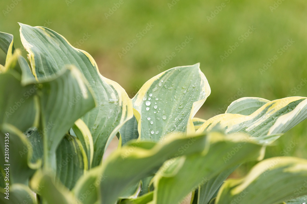 Hosta plant with water drops, green background Hosta plant with water drops, green background