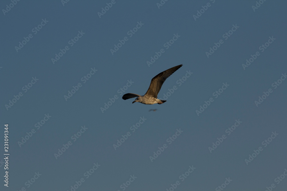 Obraz premium Flying blue