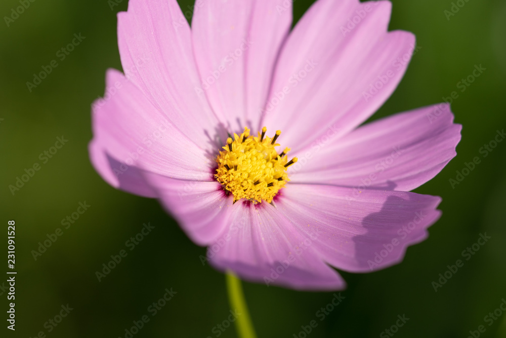 2018年のコスモス