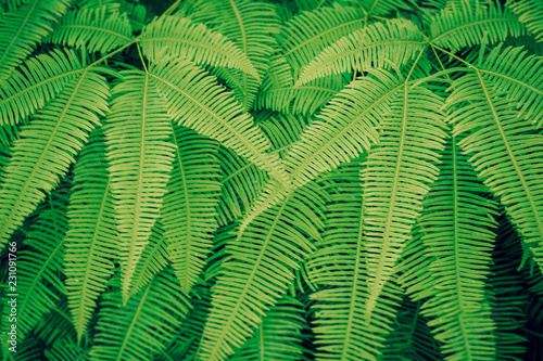 green fern leaves texture relax  nature photo background