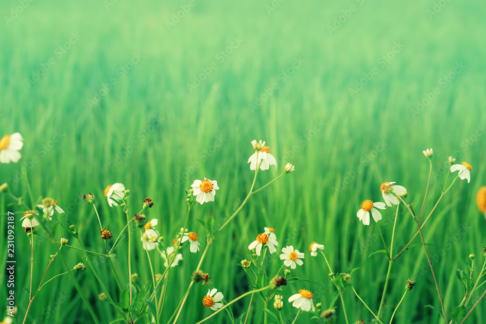 white flower blooming with green field nature relax wallpaper background  Stock Photo | Adobe Stock