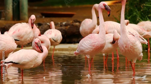 Group of flamingos standing in water basin preening themselfs photo