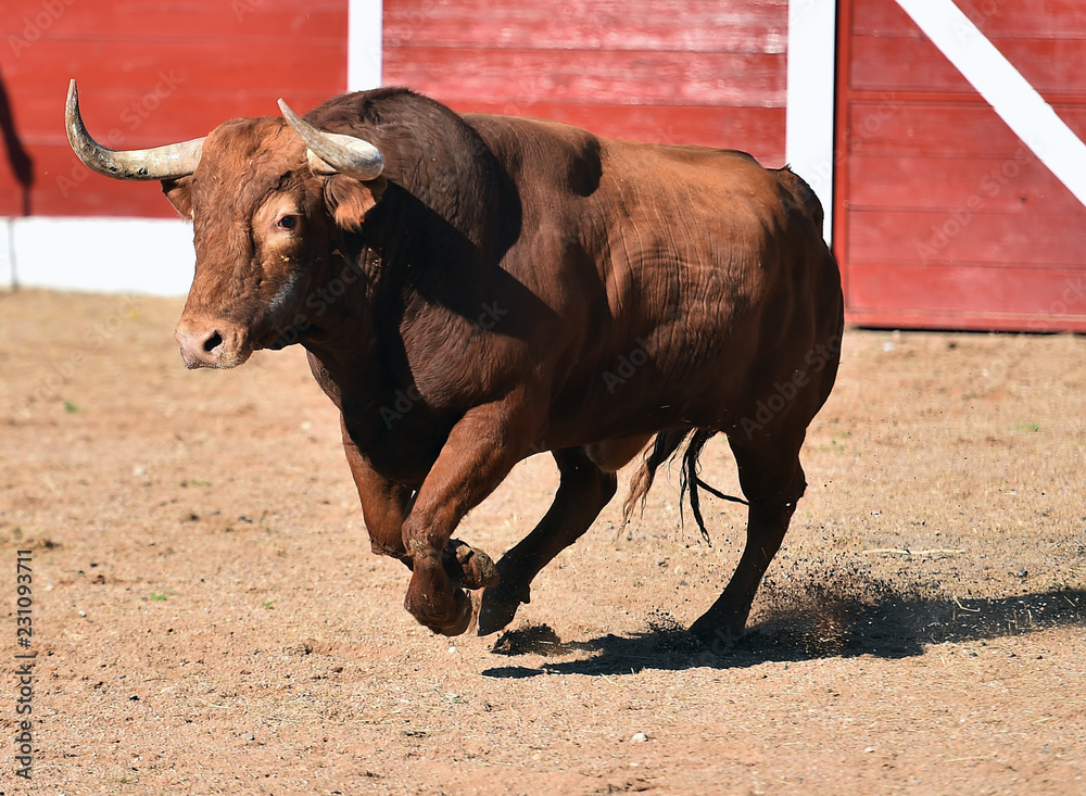 toro en plaza de toros