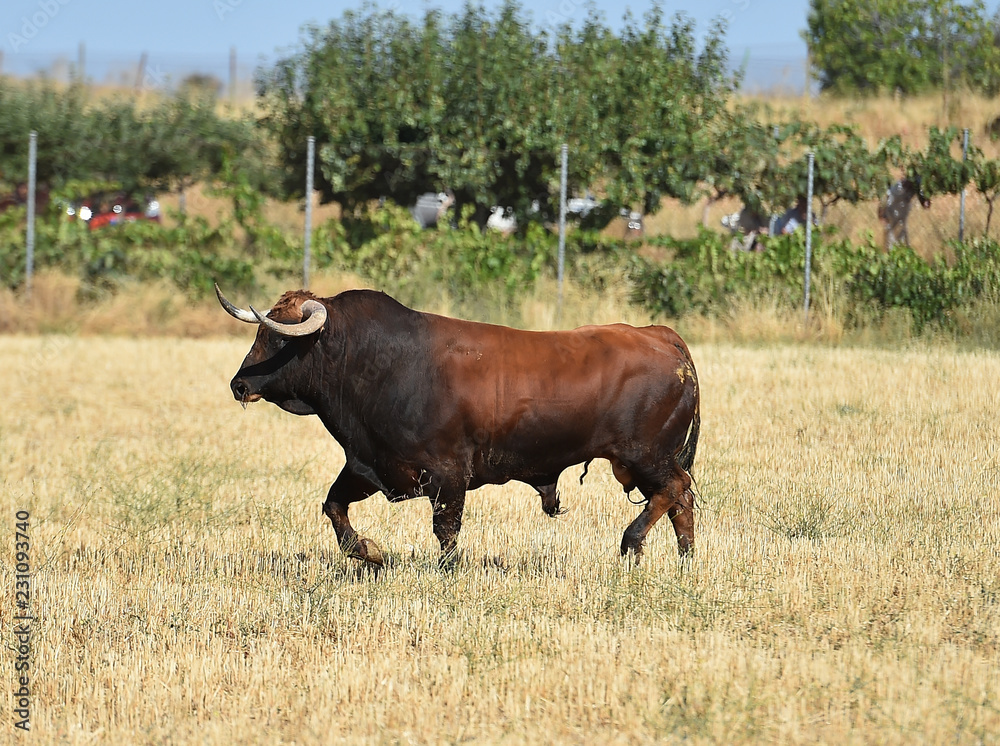 bull in spain