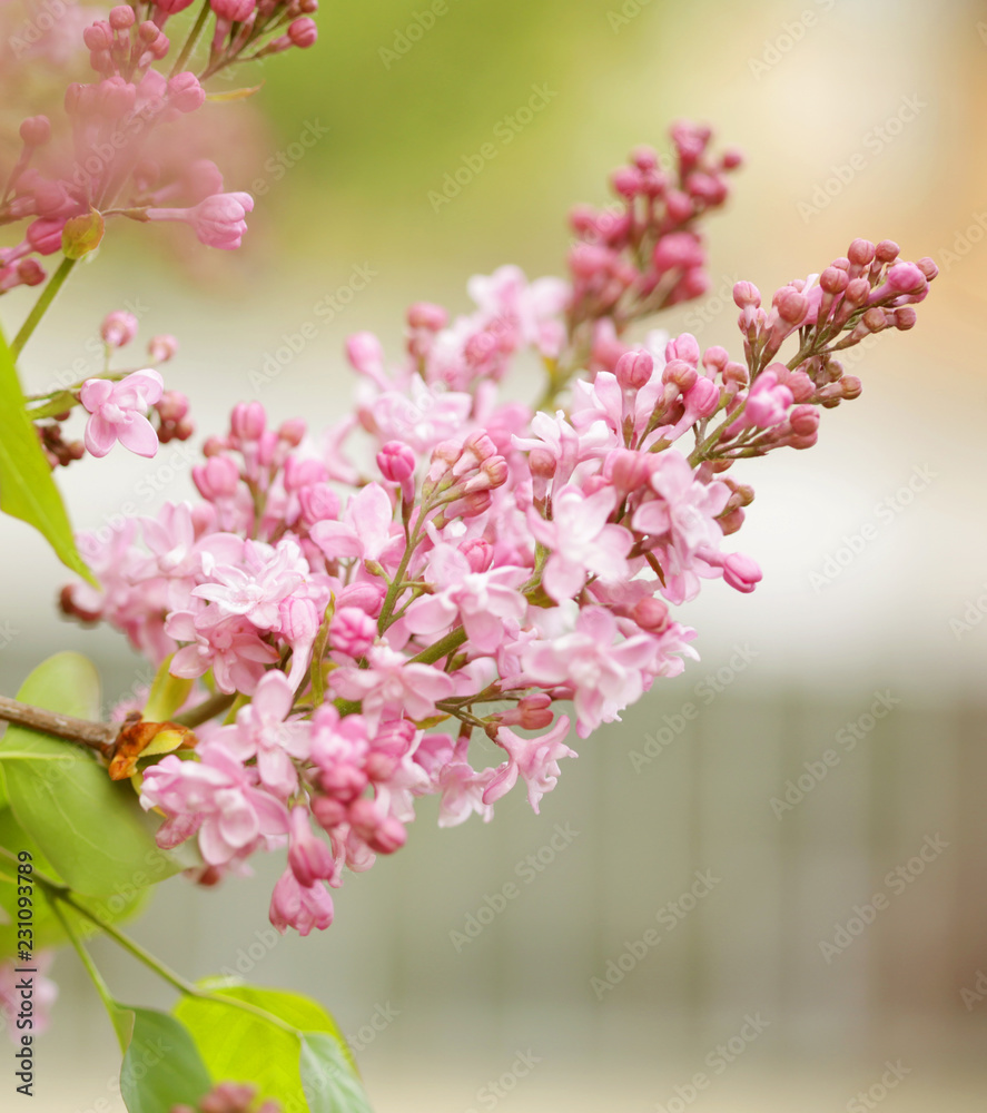 Obraz premium beautiful pink flowers in the garden 