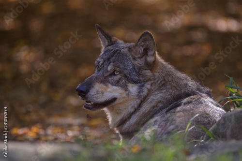 Loup gris d'Europe