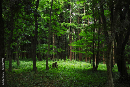 上からの日差しがある緑の森の風景