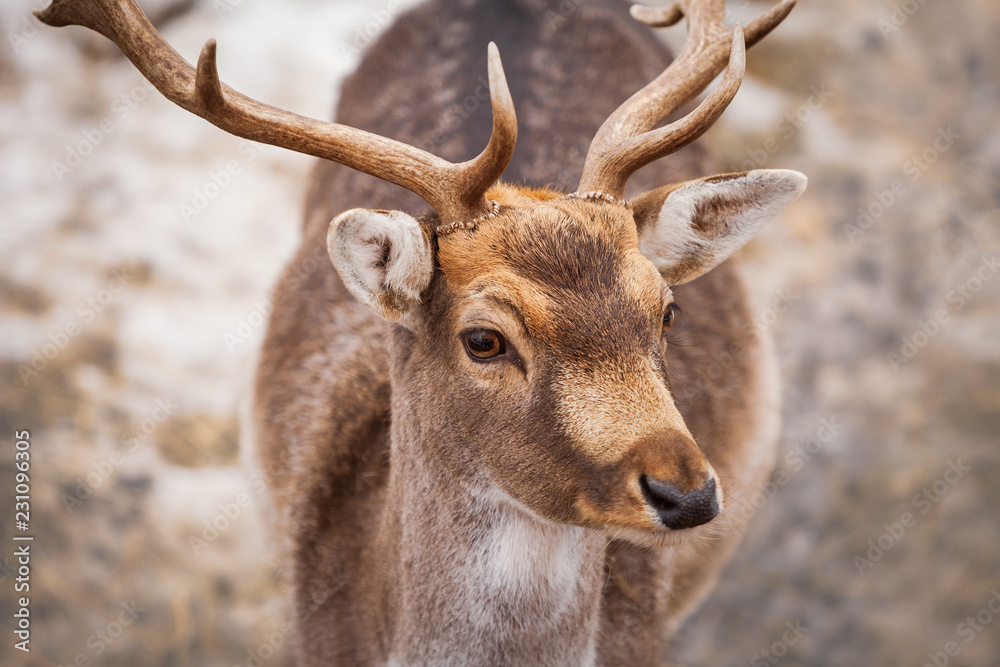 Fototapeta premium Beautiful male deer in winter