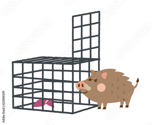 イノシシ　捕獲