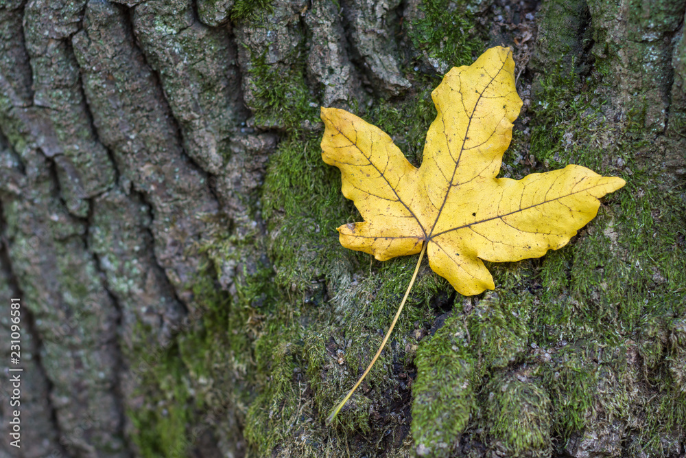 Autumn leaf on the tree bark