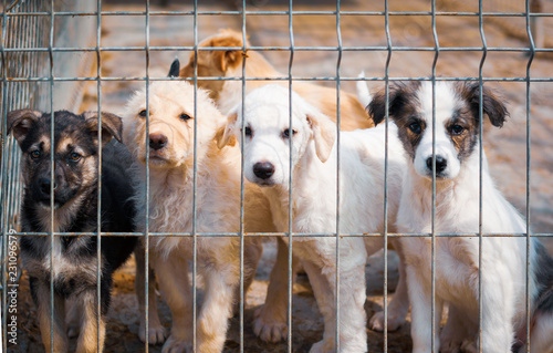 Shelter dogs begging to be adopted