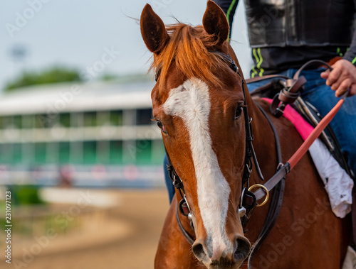 Close Up of Horse With Curious Head Tilt © kellyvandellen