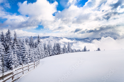 Beautiful fir tree and spruce winter landscape background © bdavid32